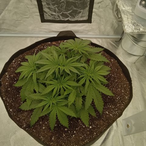 Sensi growlog photo: Very minor clipping today. 