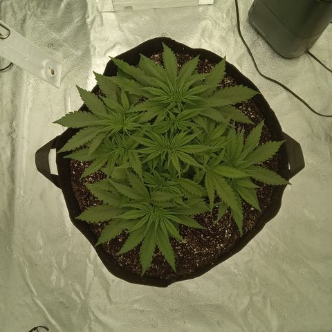 Sensi growlog photo: After minor defoliation. Trying to establish an early canopy. 