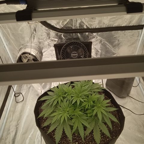 Sensi growlog timeline photo