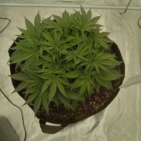 Sensi growlog photo: Very healthy. 