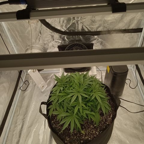 Sensi growlog photo: Trimmed today. Never ending process keeping tops exposed.