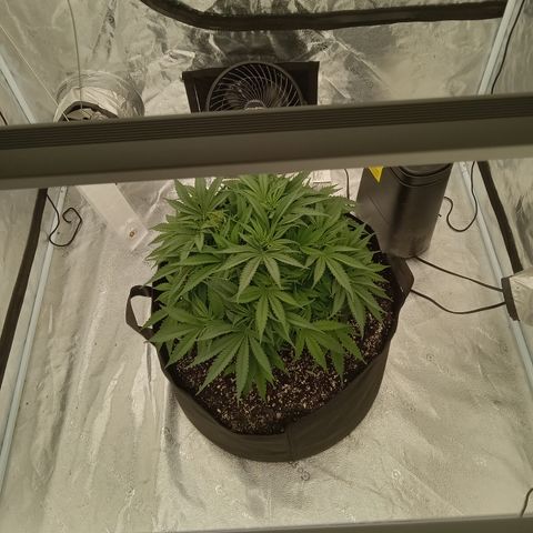 Sensi growlog timeline photo