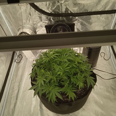 Sensi growlog photo: Trimmed today.