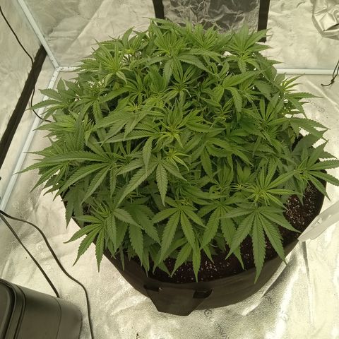 Sensi growlog photo: Minor trim yesterday. 