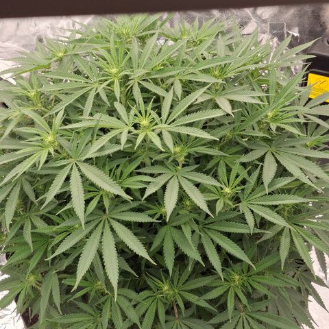 Sensi growlog photo: 9 days into flower. 