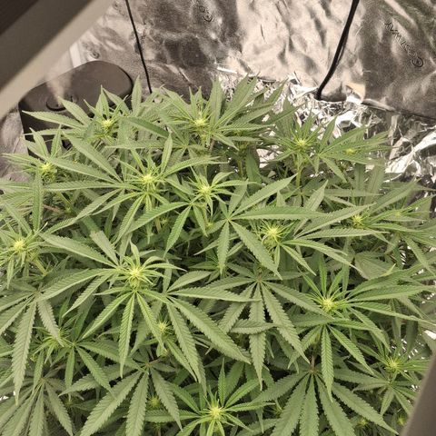 Sensi growlog photo: Day 11 flower