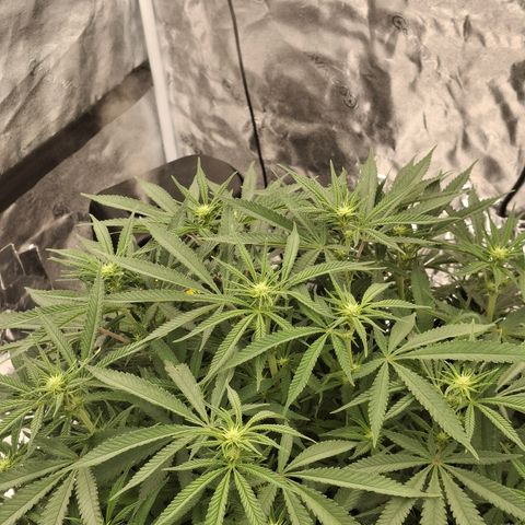 Sensi growlog photo: Day 11 flower