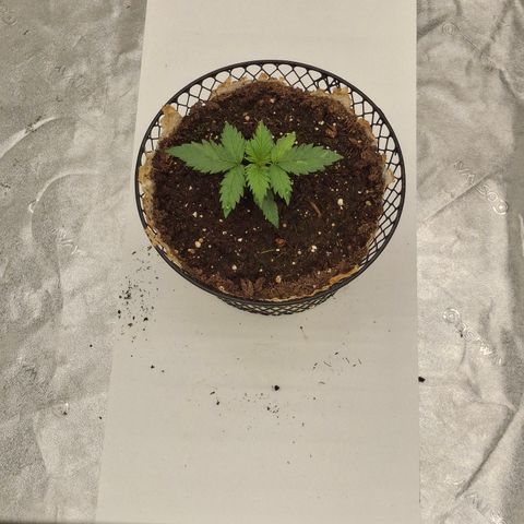 Sensi growlog photo: 15 days old.
Bannon 2.0