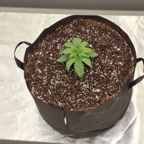 Sensi growlog photo: Transplant into 15 gal air bag today. Kings mix soil.