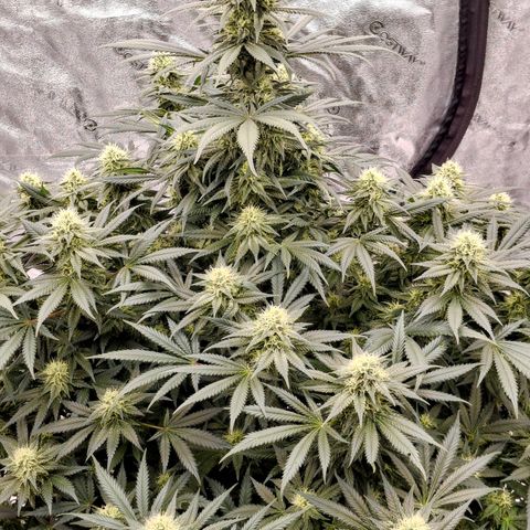 Sensi growlog photo: Day 38 of flower