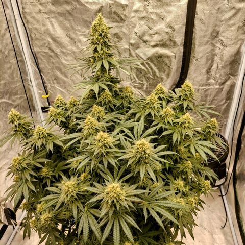 Sensi growlog photo: 6 weeks, 3 days of flower. 