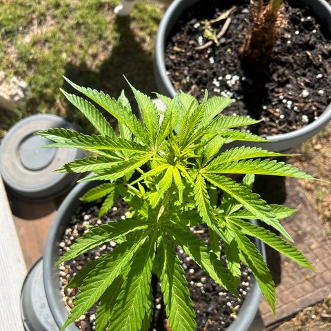 Tahoe growlog timeline photo