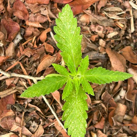 Tahoe growlog timeline photo