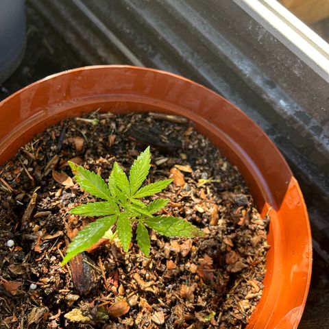 Tahoe growlog timeline photo