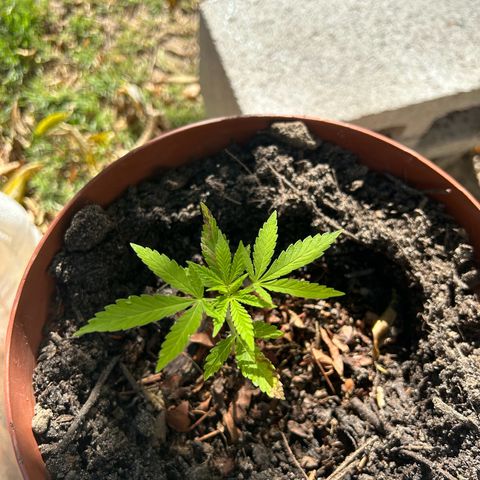 Tahoe growlog timeline photo