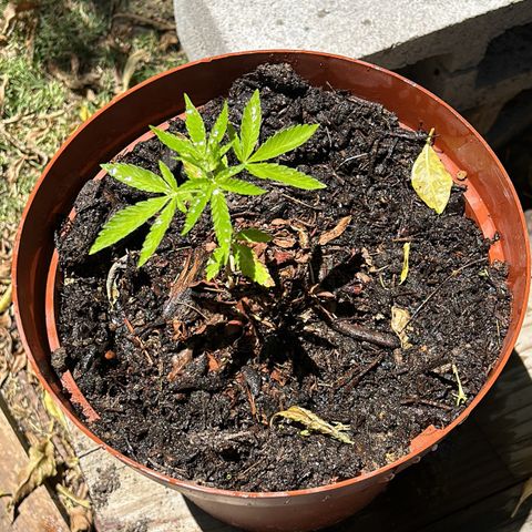 Tahoe growlog timeline photo