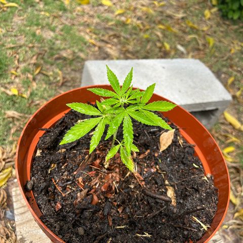 Tahoe growlog timeline photo