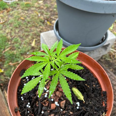 Tahoe growlog timeline photo