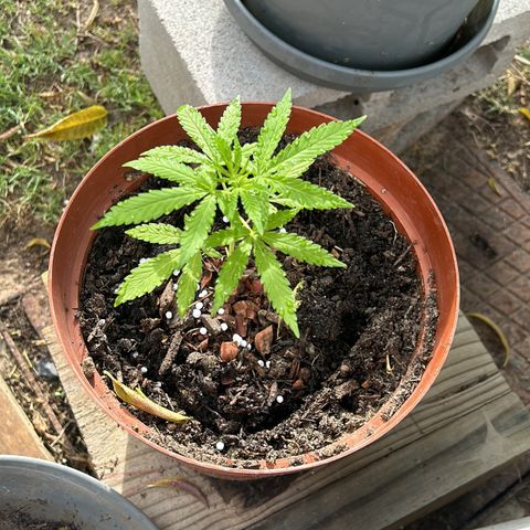 Tahoe growlog timeline photo