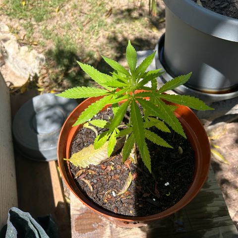 Tahoe growlog timeline photo