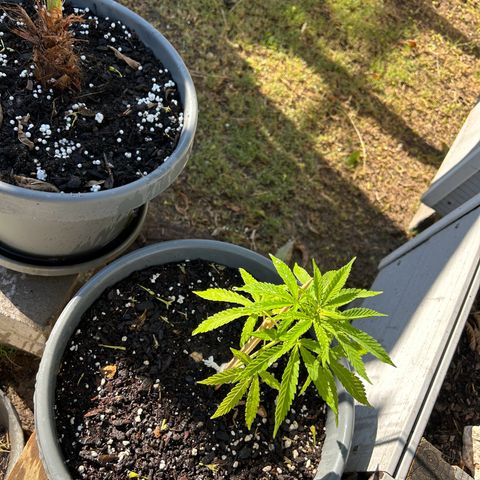 Tahoe growlog timeline photo