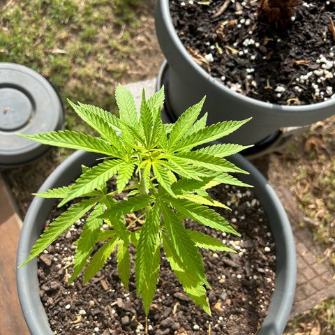 Tahoe growlog timeline photo