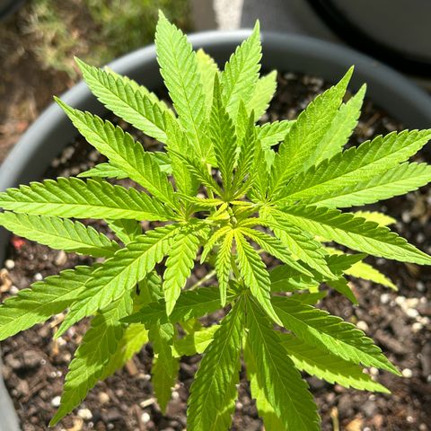 Tahoe growlog timeline photo