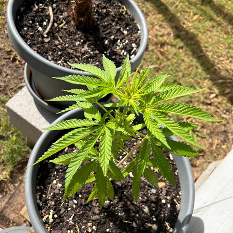 Tahoe growlog timeline photo