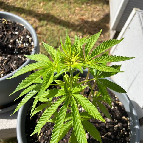 Tahoe growlog timeline photo