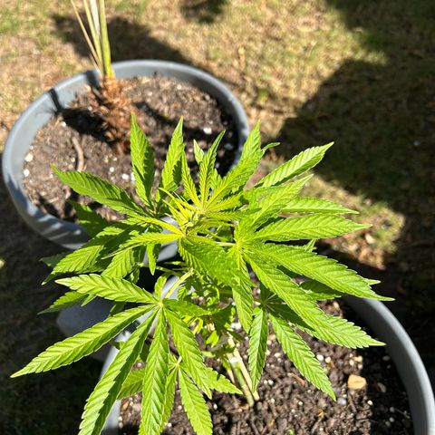 Tahoe growlog timeline photo