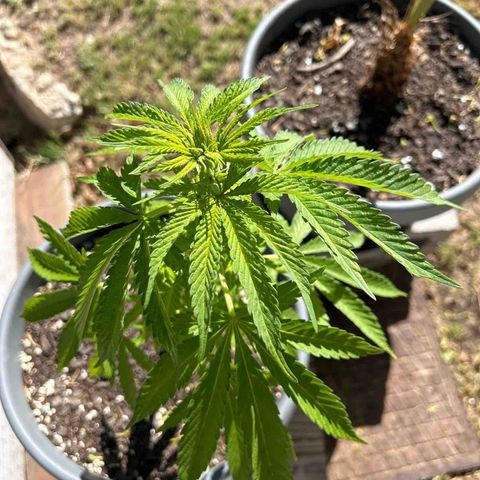 Tahoe growlog timeline photo