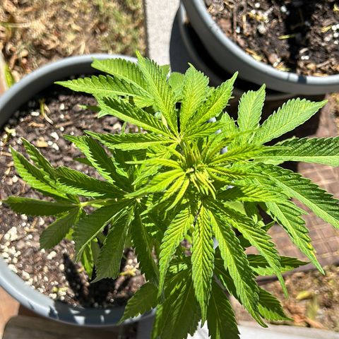 Tahoe growlog timeline photo