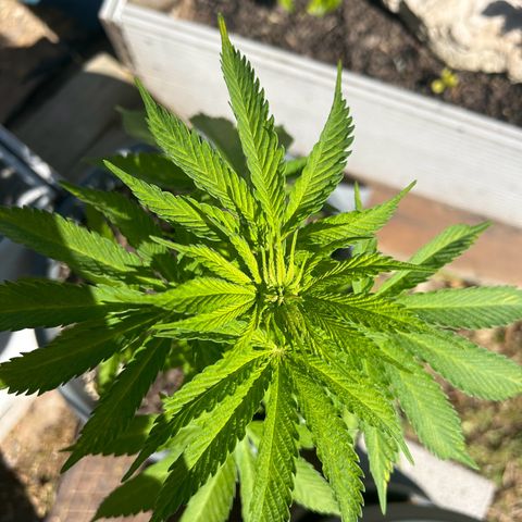 Tahoe growlog timeline photo