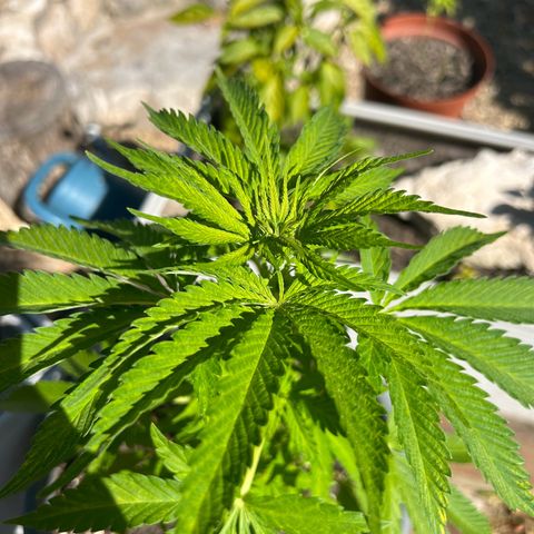 Tahoe growlog timeline photo