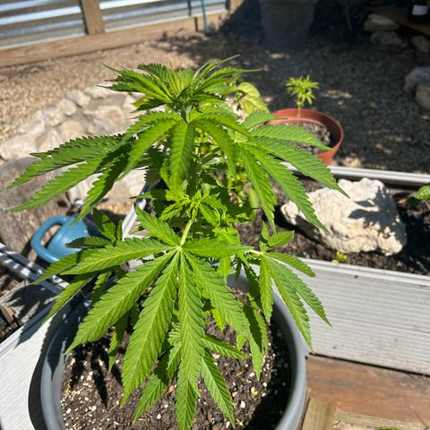 Tahoe growlog timeline photo