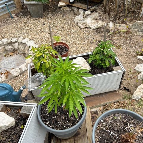 Tahoe growlog timeline photo