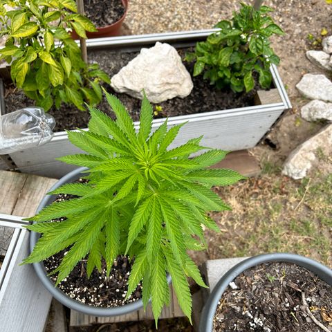Tahoe growlog timeline photo