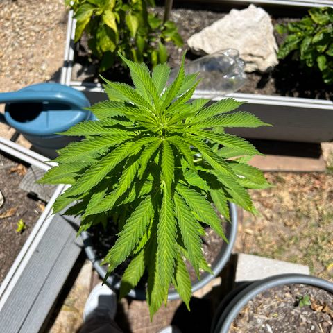 Tahoe growlog timeline photo