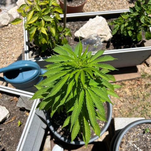 Tahoe growlog timeline photo