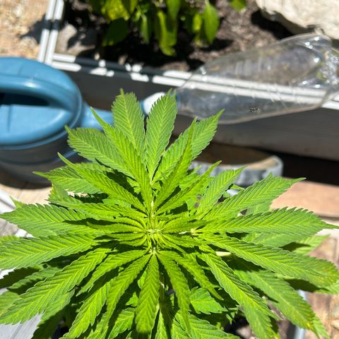 Tahoe growlog timeline photo