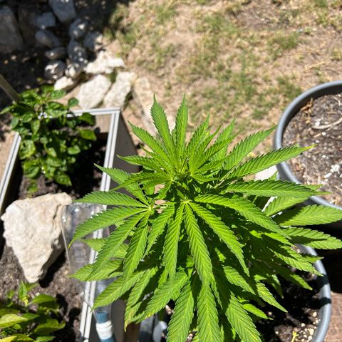 Tahoe growlog timeline photo