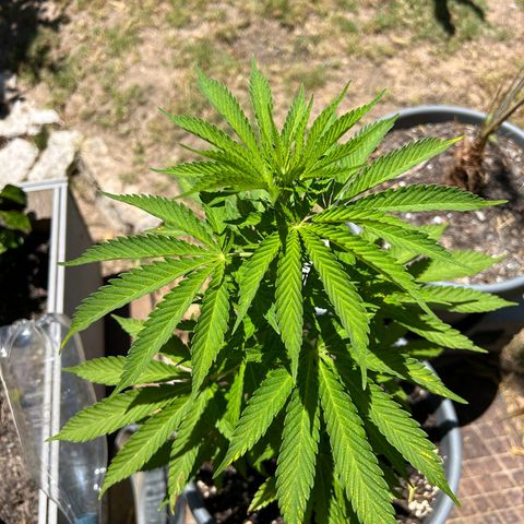 Tahoe growlog timeline photo