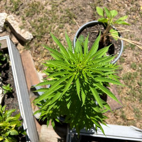 Tahoe growlog timeline photo