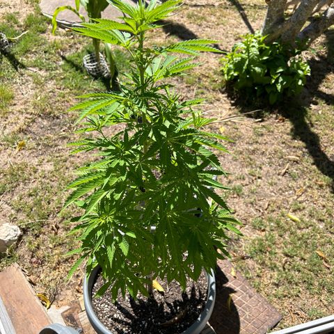 Tahoe growlog timeline photo
