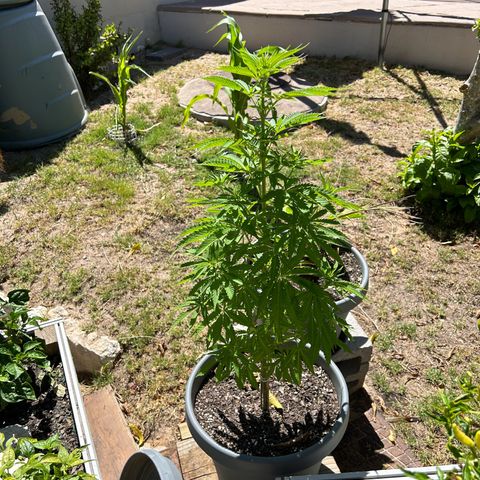 Tahoe growlog timeline photo