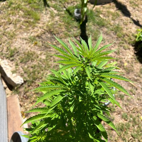 Tahoe growlog timeline photo