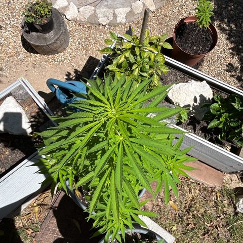 Tahoe growlog timeline photo