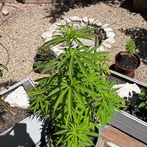 Tahoe growlog timeline photo