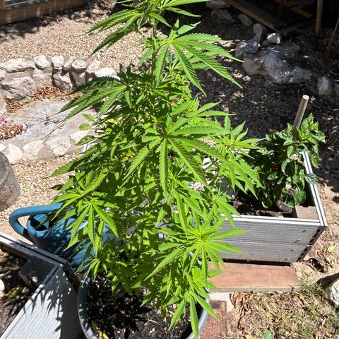 Tahoe growlog timeline photo