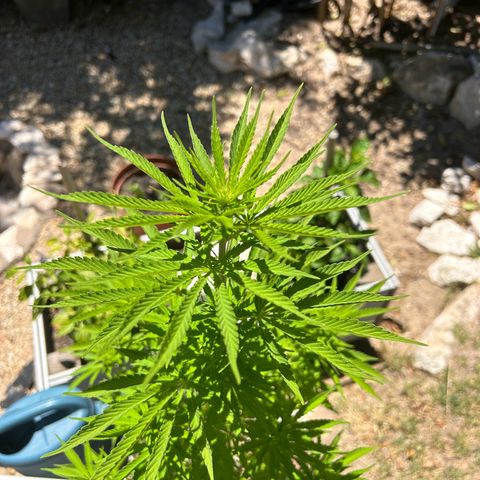 Tahoe growlog timeline photo